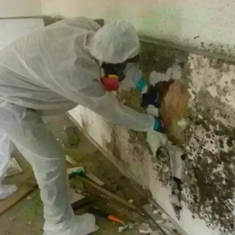 Mold Remediation and Removal in Abbeville, SC